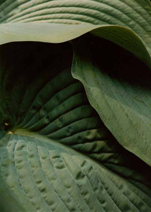 hosta leaves